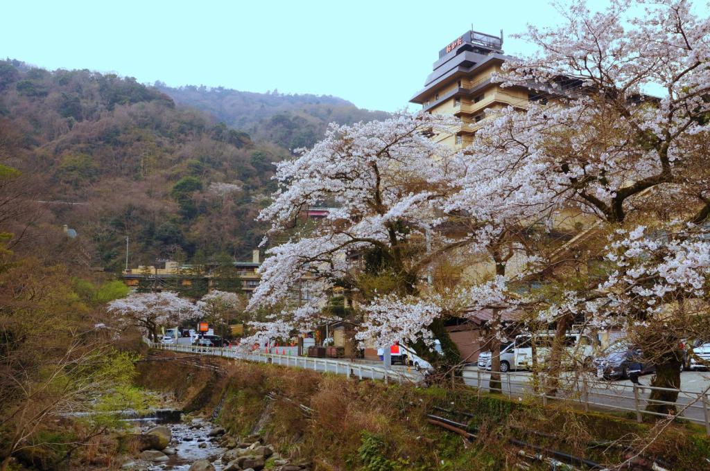 un arbre avec des fleurs blanches au bord d'une rivière dans l'établissement Hotel Okada, à Hakone