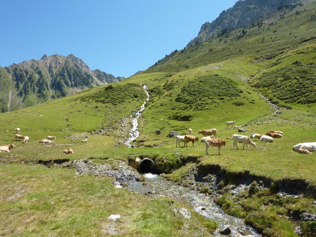 d'un troupeau d'animaux herbivores dans l'établissement Résidence Mer & Golf Tourmalet, à La Mongie