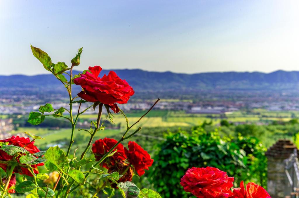 Casa delle rose 7
