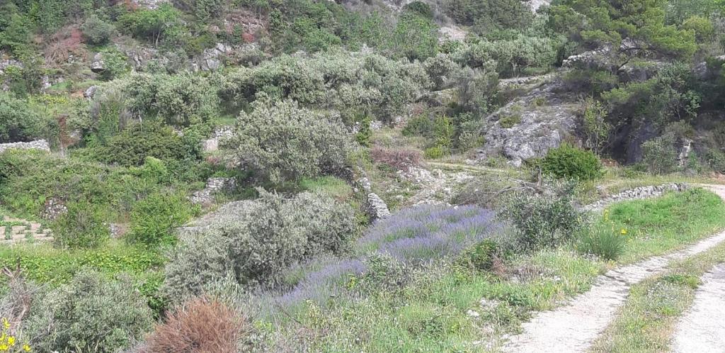 Kuća za odmor Dobrila 5