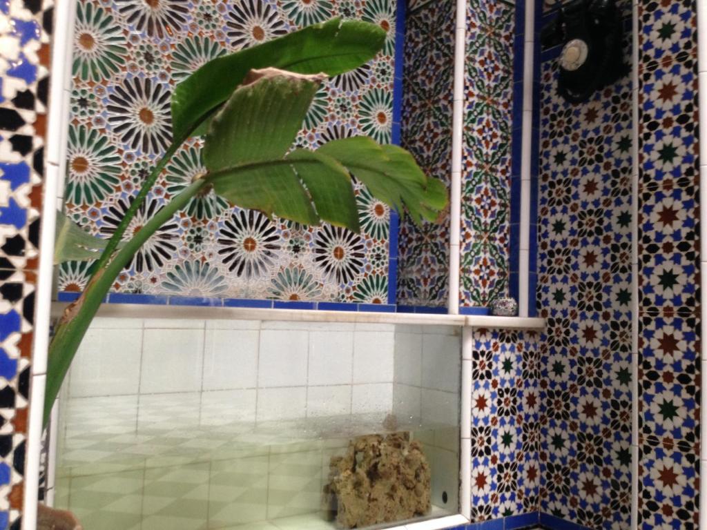 La salle de bains est pourvue d'une fenêtre et d'une plante. dans l'établissement Riad Soul of Tetouan, à Tetouan