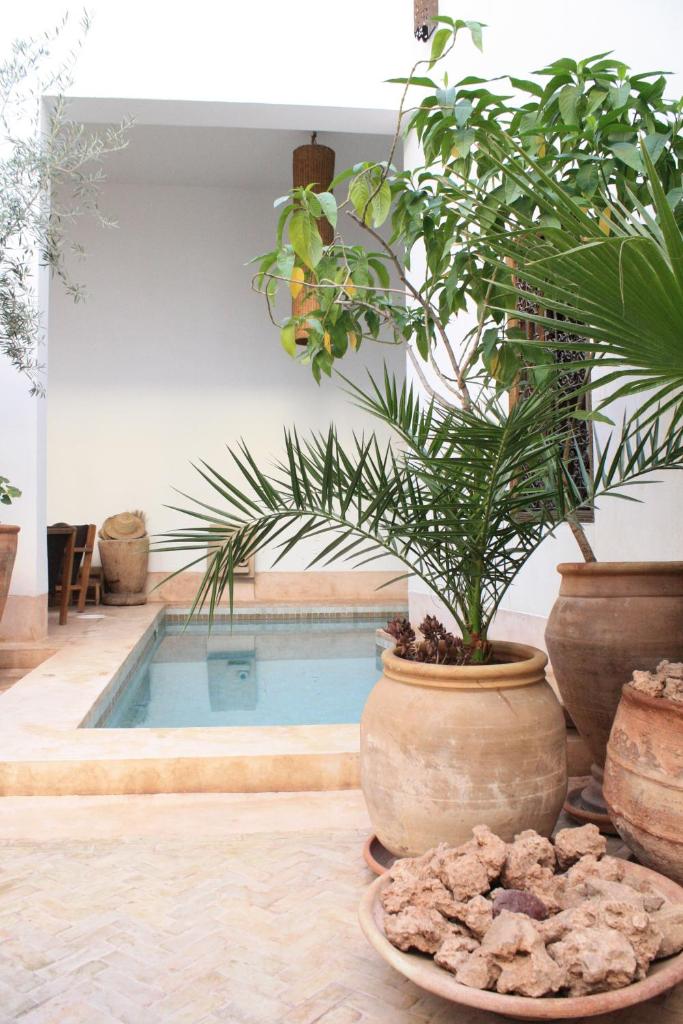 une plante en pot dans un pot à côté d'une piscine dans l'établissement Riad UP, à Marrakech