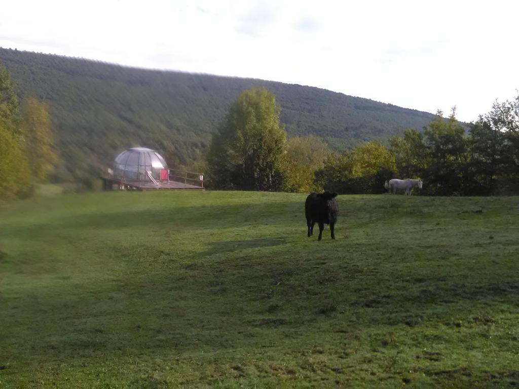 une vache noire debout dans un champ d'herbe dans l'établissement Ferme des baillards, à Bélesta 4 autres photos