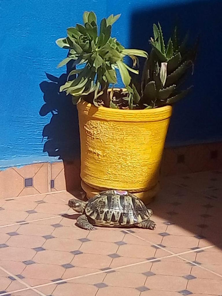 Photo de la galerie de l'établissement Riad Zinnha, à Marrakech