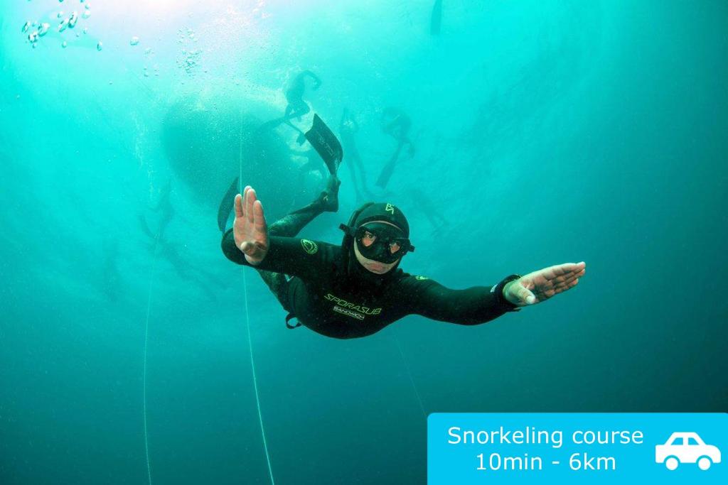 Un homme nage dans l'eau avec un ours polaire dans l'établissement Villa Conca D'oro, à Gallipoli
