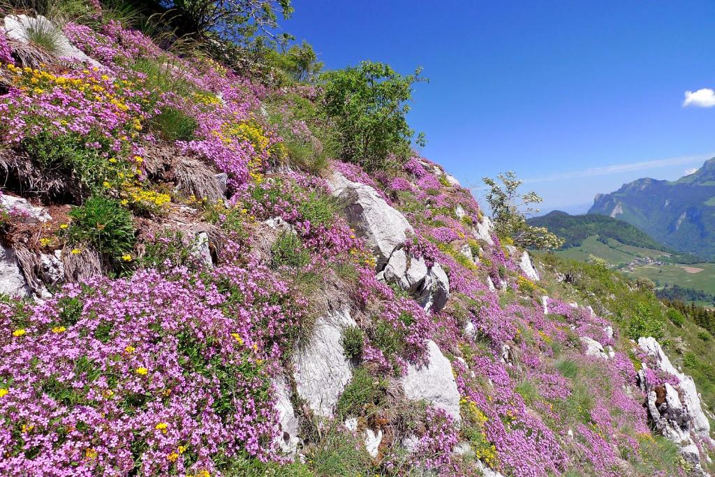 une colline recouverte de fleurs violettes et roses dans l'établissement Hôtel Le Christania, à Bellevaux