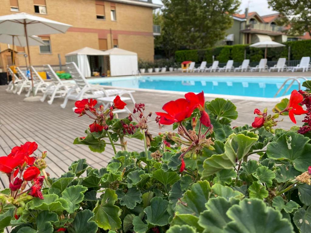- un groupe de fleurs rouges devant une piscine dans l'établissement Hotel St. Moritz, à Bellaria-Igea Marina