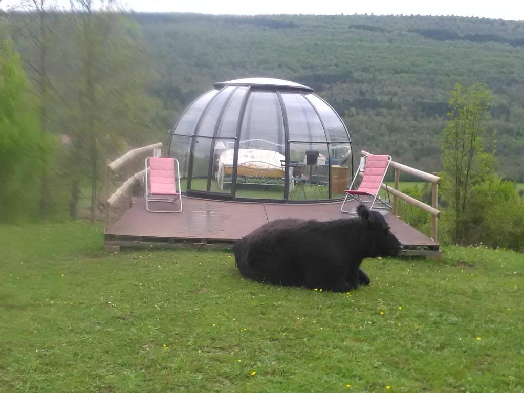 Une vache noire se posant dans l'herbe près d'un kiosque dans l'établissement Ferme des baillards, à Bélesta