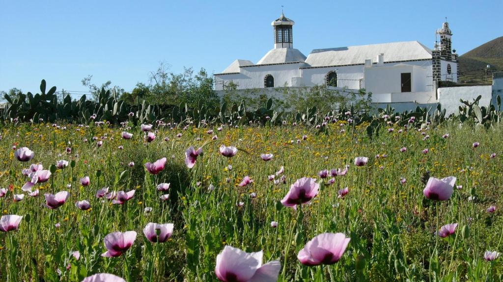 Finca Lanzarosy 8