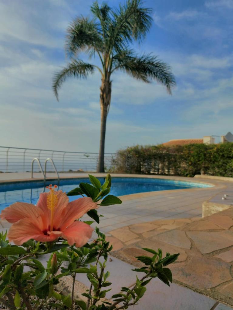 une fleur devant une piscine avec un palmier dans l'établissement Villa sunset, à Zambrone