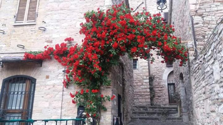 CASETTA delle ROSE 8