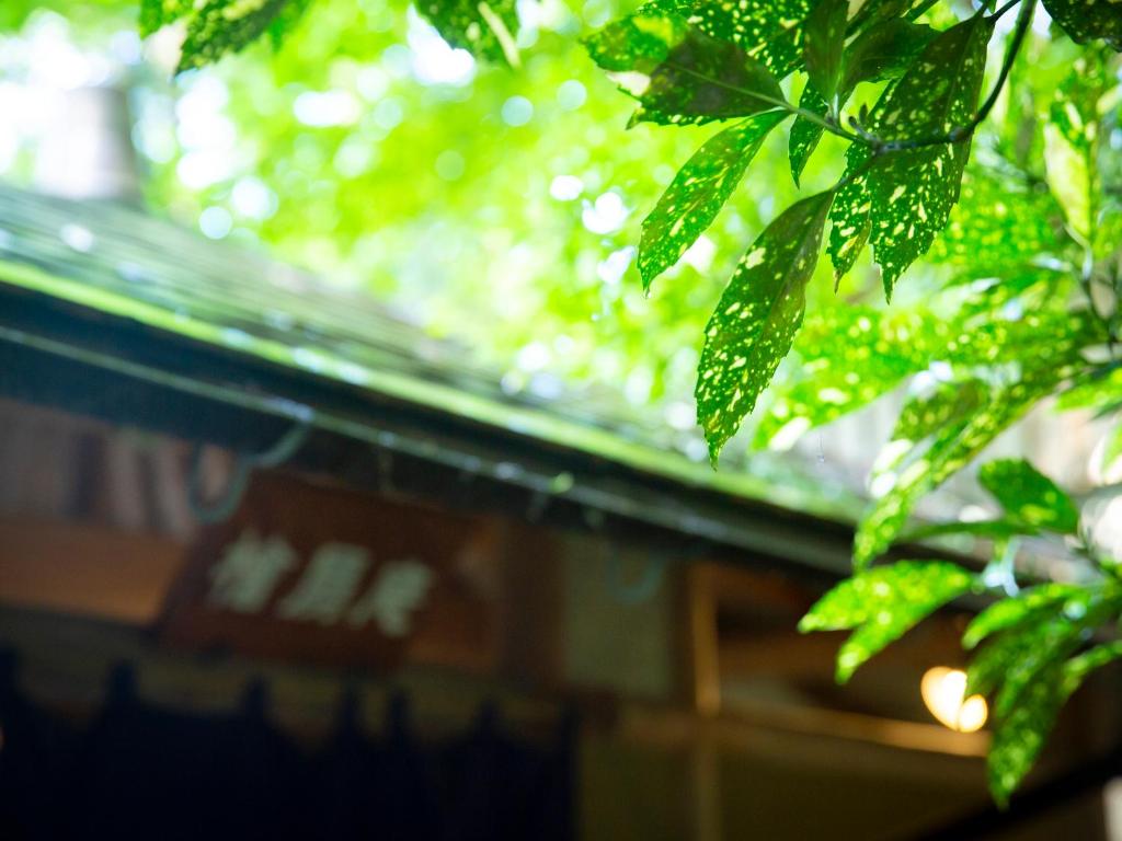 un gros plan d'un arbre aux feuilles vertes dans l'établissement Ooedo Onsen Monogatari Miyoshiya, à Yumura 37 autres photos