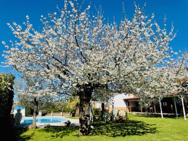 Photo de la galerie de l'établissement VILLA "Casa al Chiazzullo", à Mirabella Eclano