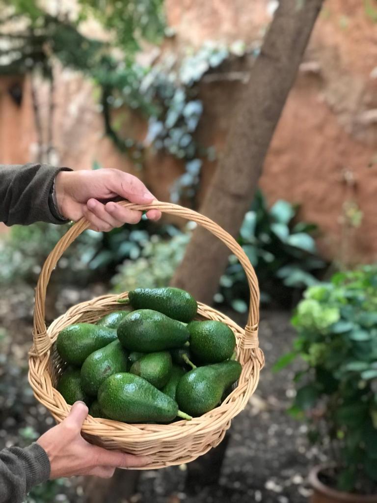 une personne détient un panier de concombres dans l'établissement Dar Dadicilef, à Chefchaouen
