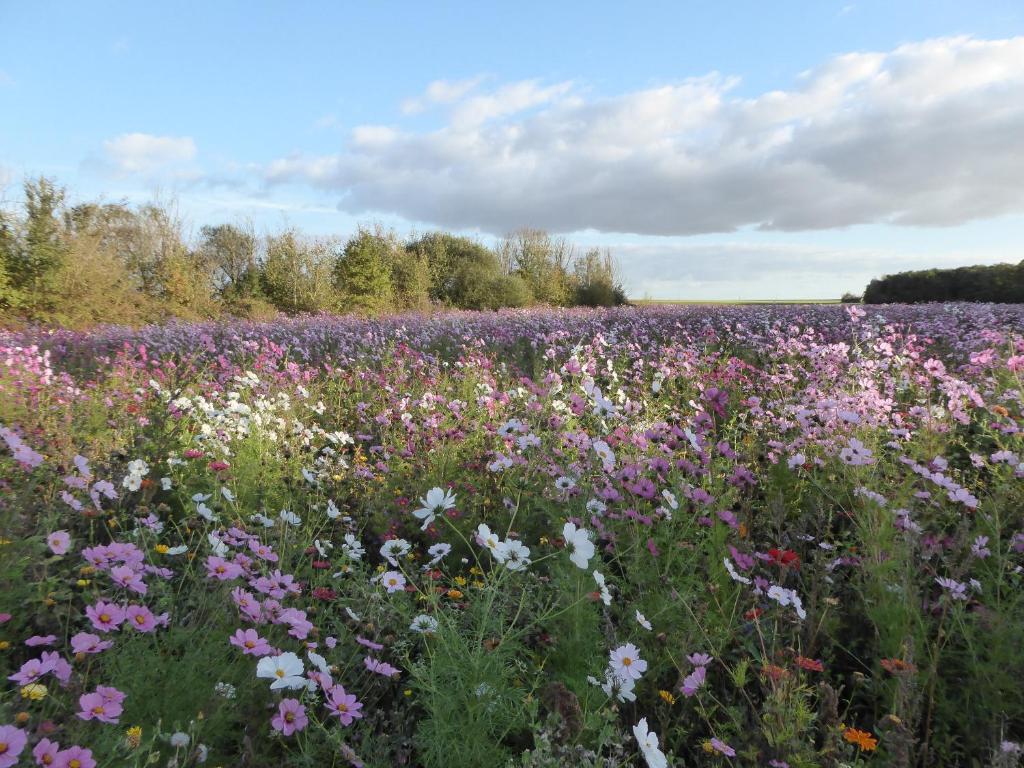 un champ de fleurs violettes et blanches dans un champ dans l'établissement joli gite au calme proche d'Issoudun (17 km), à Giroux