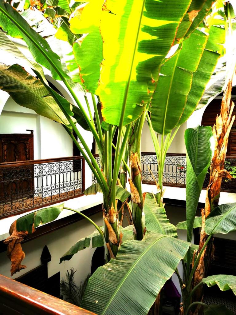 une plante avec de grandes feuilles vertes assises sur un banc dans l'établissement Riad Mehdia, à Marrakech