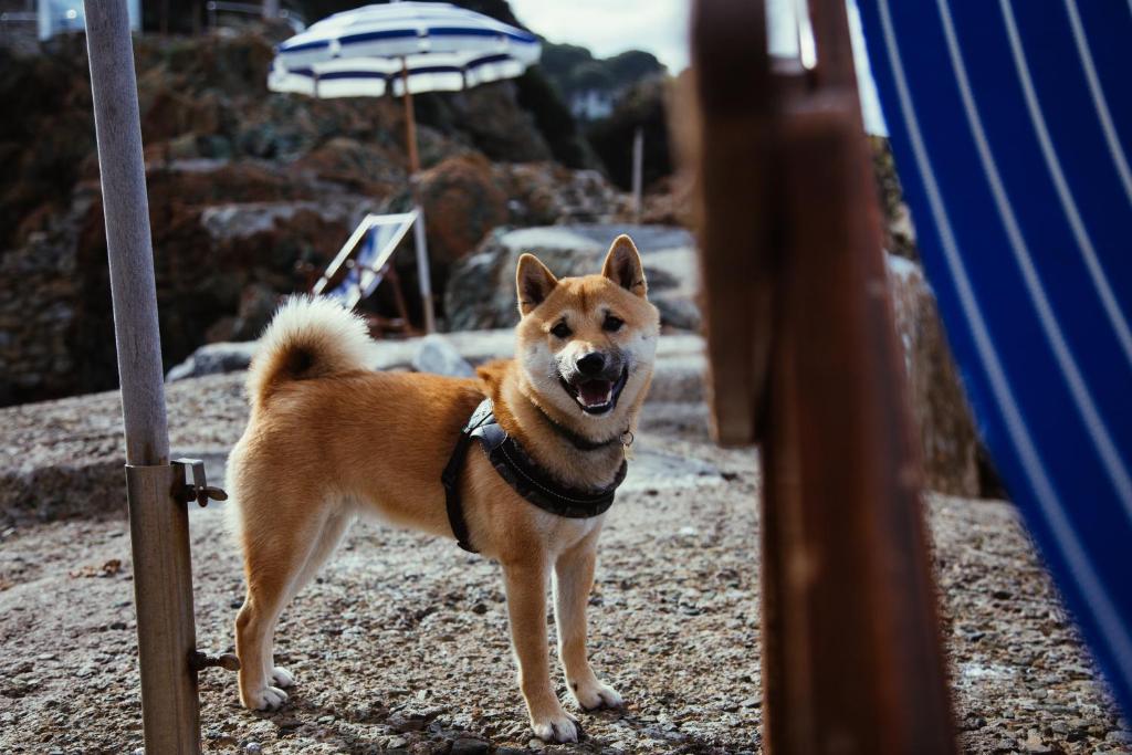 un chien debout sur la plage avec un parasol dans l'établissement Residence Intur, à Marciana Marina