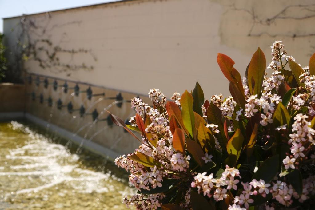 une plante avec des fleurs roses à côté d'un mur dans l'établissement L'Antico Uliveto, à Porto Potenza Picena