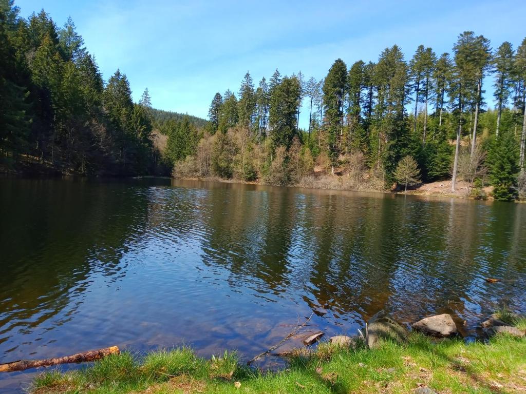 une vue d'un lac avec des arbres en arrière-plan dans l'établissement Cabane du Druide Domaine de Fangorn, à Glux 9 autres photos