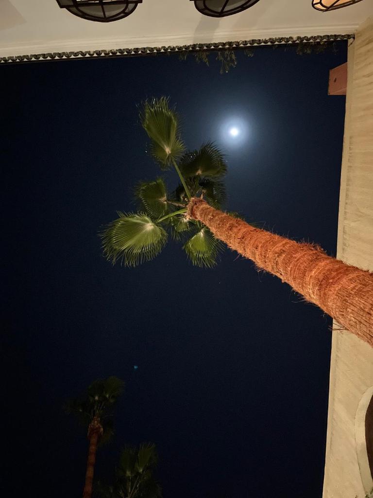 un palmier la nuit avec la lune dans l'établissement Riad Chergui, à Marrakech