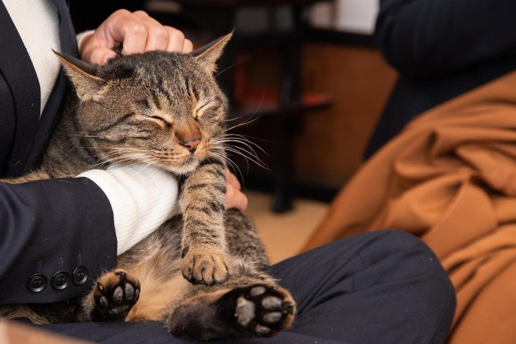 un chat avec sa jambe dans un bras de personne dans l'établissement Setoguchi, à Tōkamachi
