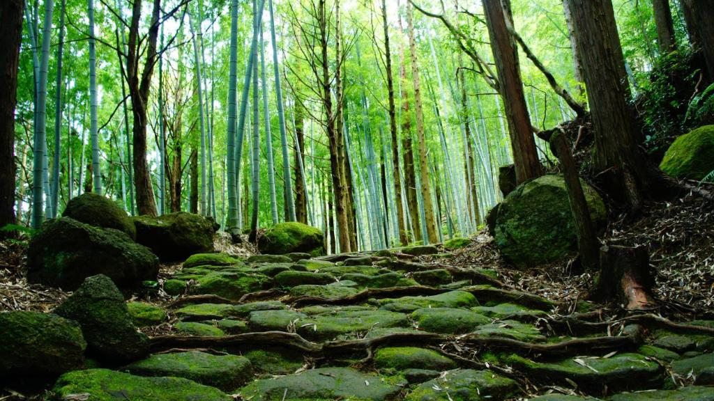 une forêt remplie d'arbres et de rochers verts dans l'établissement Resort Kumano Club, à Kumano