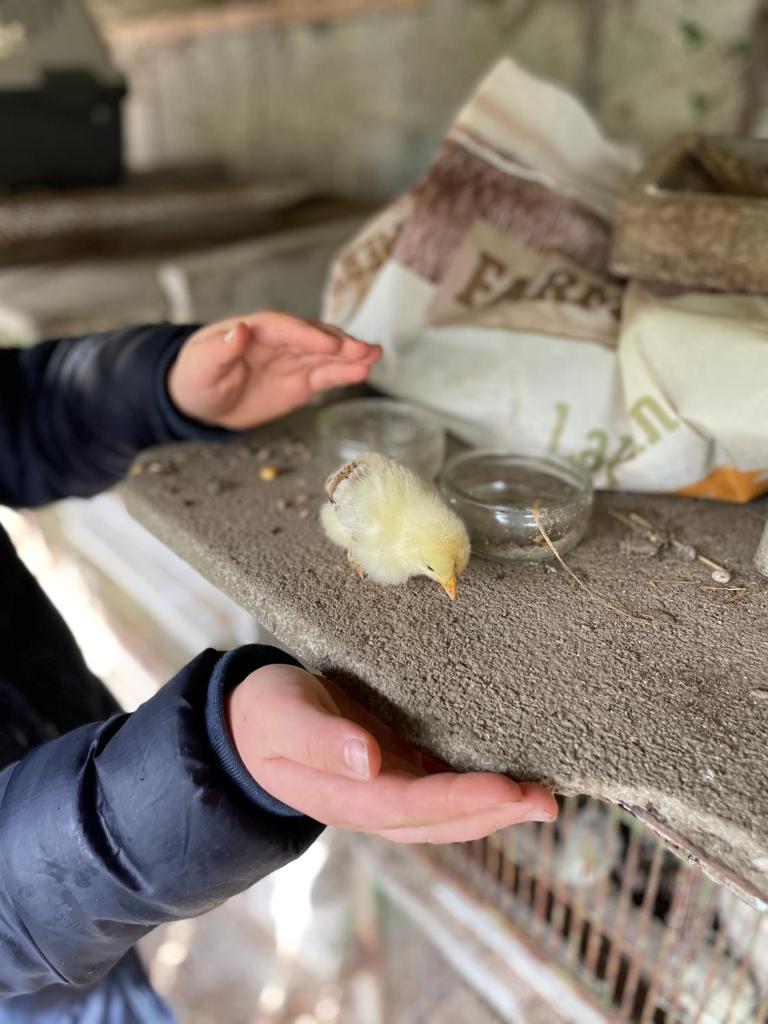 une personne tenant un petit oiseau sur une table dans l'établissement Terra-Tipike, Tipi à la ferme entre Terre et Mer, à Trébry