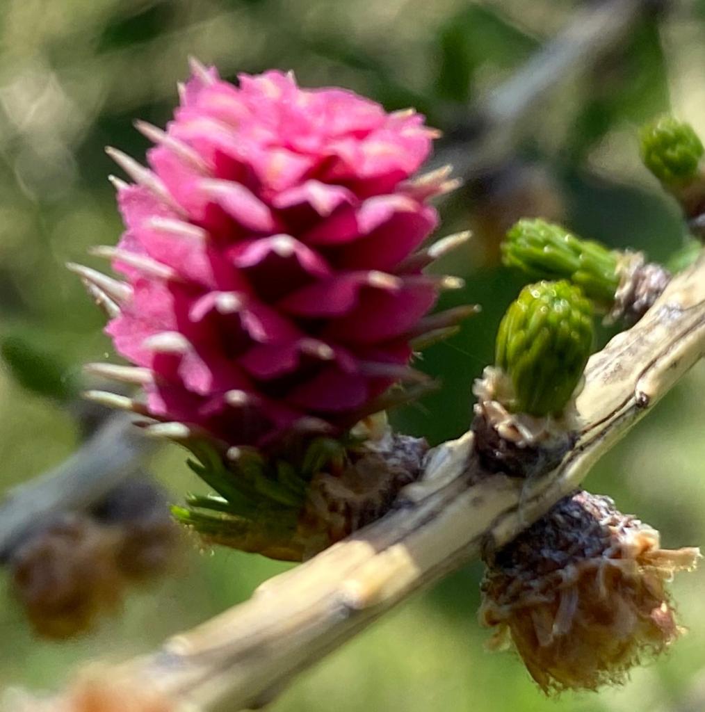 une fleur rose pousse sur une branche d'arbre dans l'établissement Eco Yourte Les Airelles, à Saint-Anthème