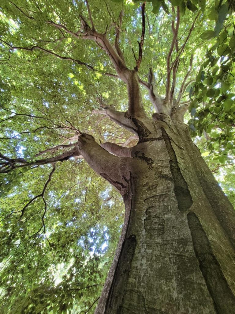 Un grand arbre donnant sur le ciel dans l'établissement Grande Tente Tipi en pleine forêt, à Burzet