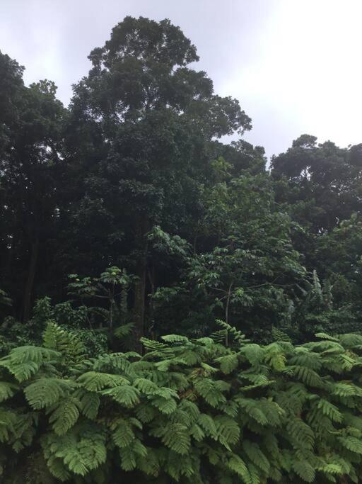 Les Lucioles 1 Beau T2 en forêt tropicale avec accès piscine 6