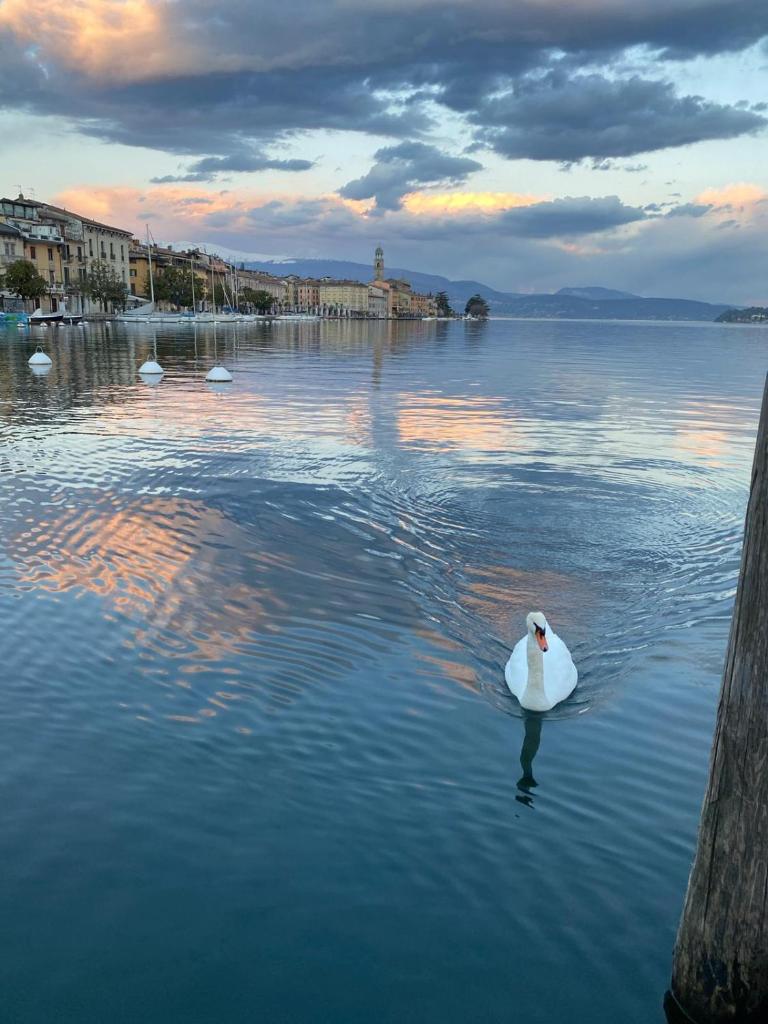 Wonderful apartment to enjoy your confort and relax in a magic surroundings of the Garda Lake