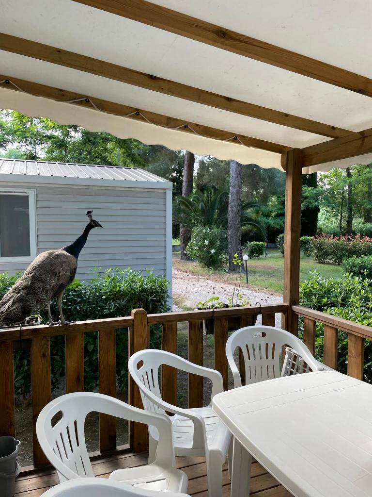 une oie debout sur une terrasse avec une table et des chaises dans l'établissement Mobil Home Camping ARGELÈS SUR MER, à Argelès-sur-Mer