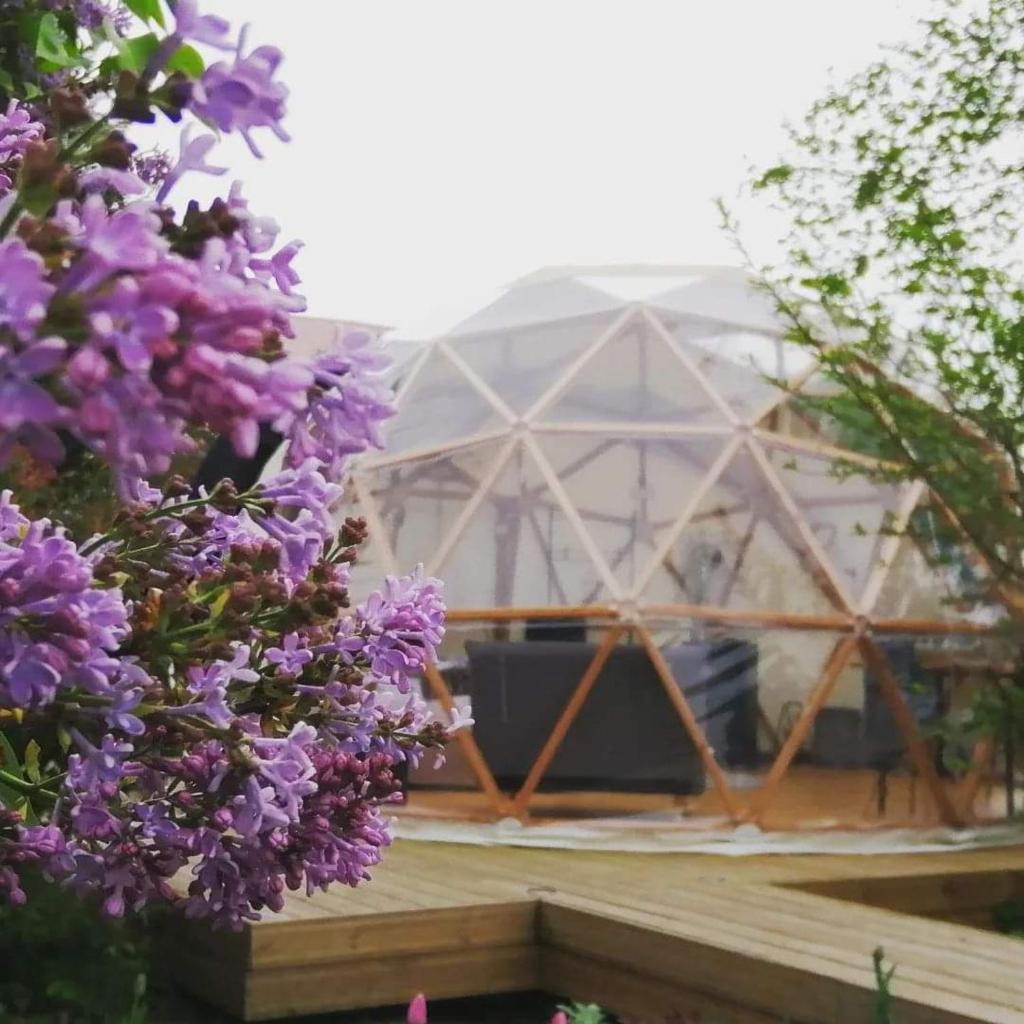 une serre avec des fleurs violettes devant elle dans l'établissement Le Dôme Aux Oiseaux, à Bérig-Vintrange