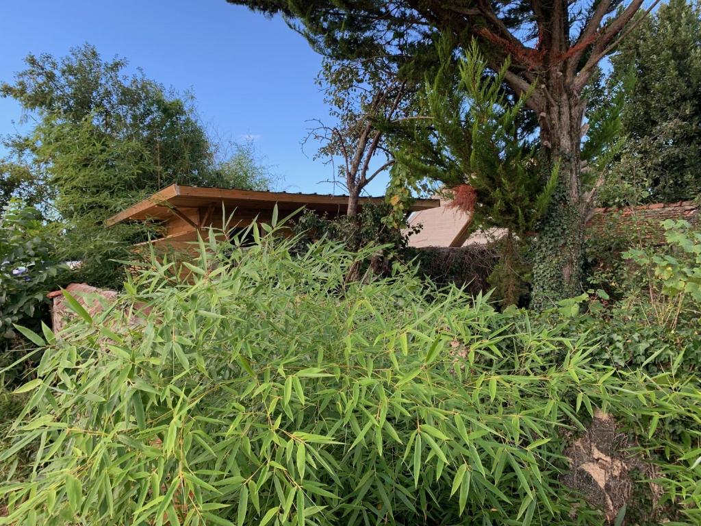 une maison masquée par des plantes et un arbre dans l'établissement cabane bambou, à Huriel