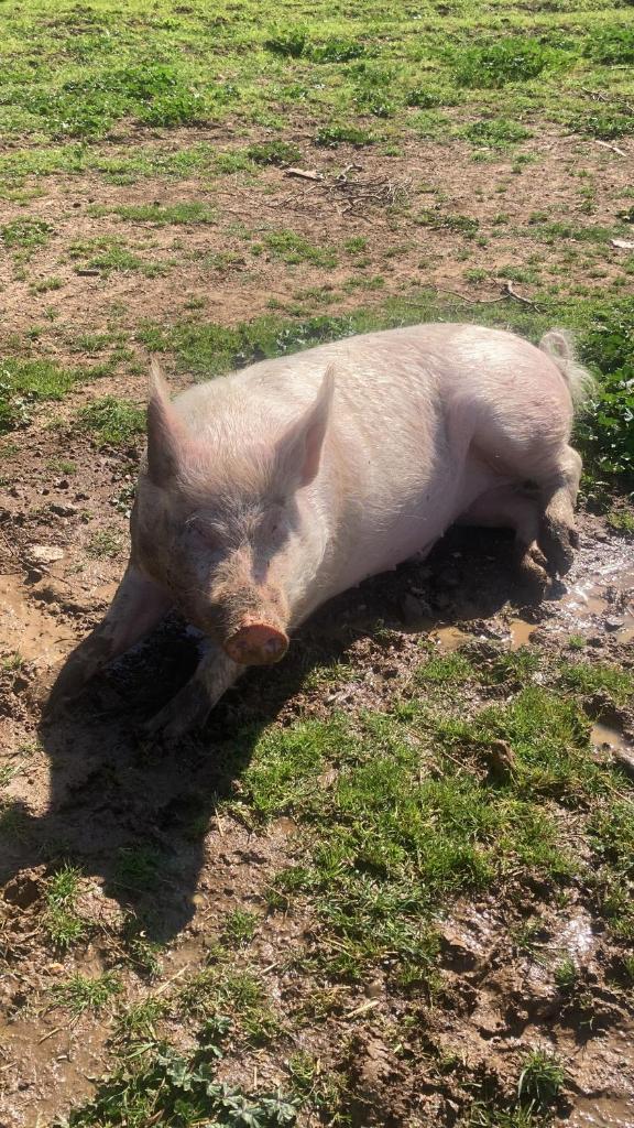 un porc pondant au sol dans l’herbe dans l'établissement La Corte de I Casali del Troscio, à Capalbio