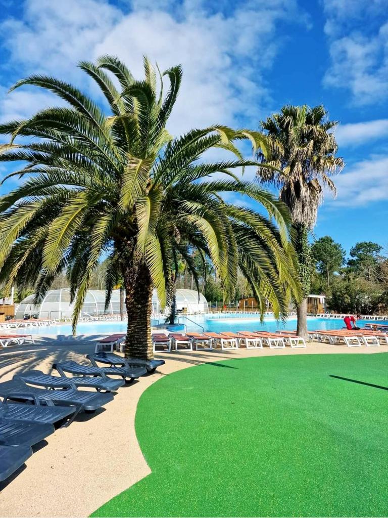 un palmier sur une pelouse à côté d'une piscine dans l'établissement Mobilhome climatisé 6 psn, à Lège-Cap-Ferret