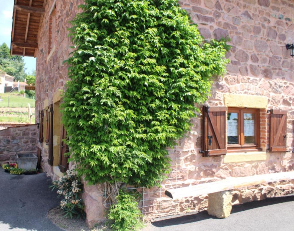 un grand buisson vert poussant sur le côté d'un bâtiment dans l'établissement Gite Les Cerisiers, à Sevelinges