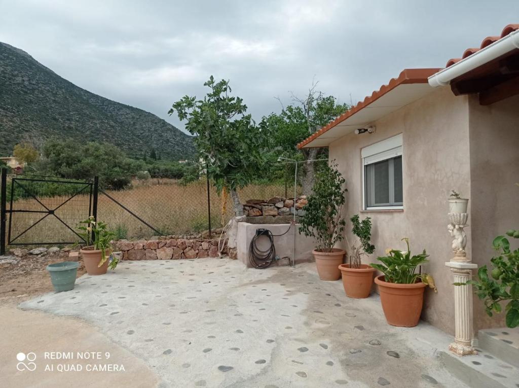 zikos house 6