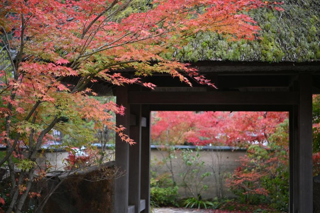 un jardin avec des feuilles rouges sur un arbre dans l'établissement Ryokan Sumiya Kihoan, à Kameoka