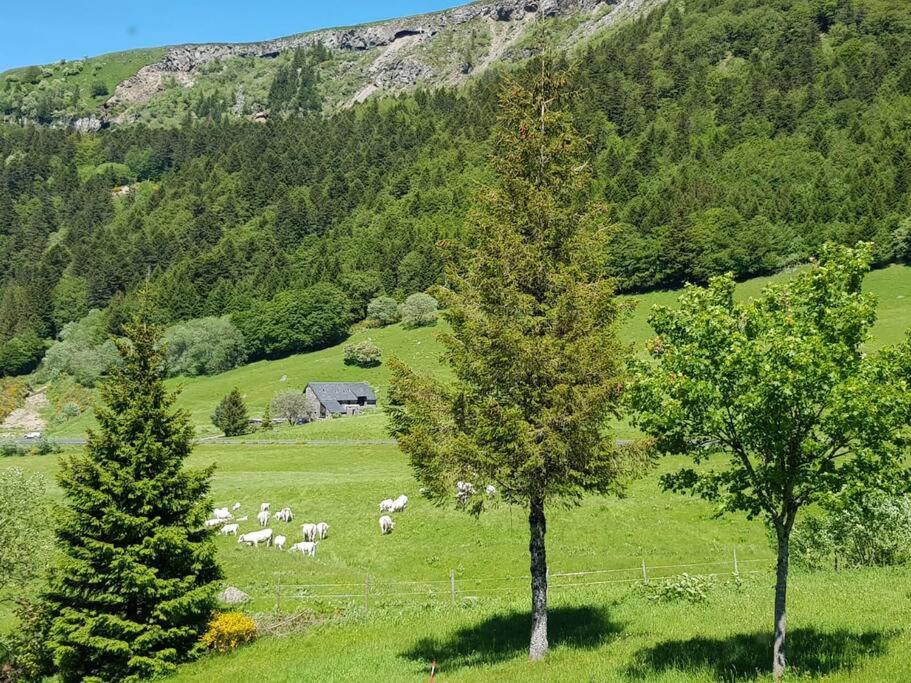 un troupeau d'ovins herbivores dans un champ arboré dans l'établissement Appartement spacieux au cœur du massif du Sancy, à Le Mont-Dore