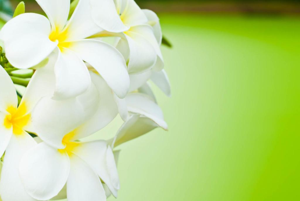 une fermeture des fleurs blanches sur fond vert dans l'établissement ホテル南の風風力3駒ヶ根店, à Komagane