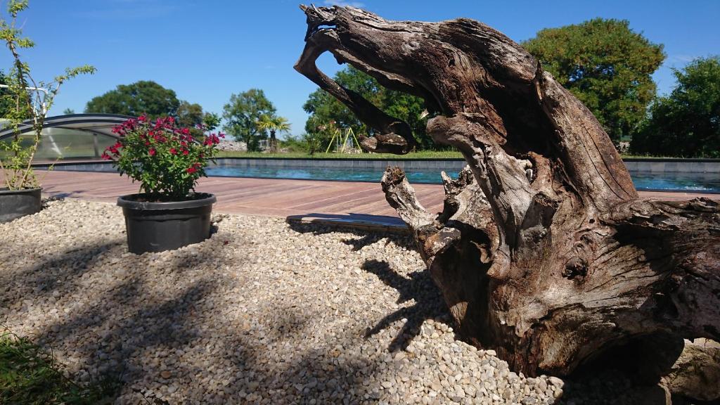 une grosse souche d'arbre assise à côté d'une piscine dans l'établissement Célé Bulles Étoilées, à Brengues 13 autres photos