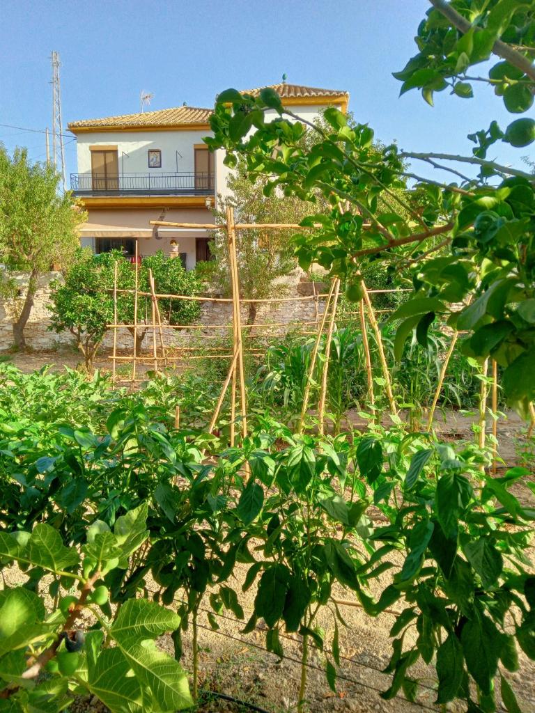 tuGuest Hortichuela House 7