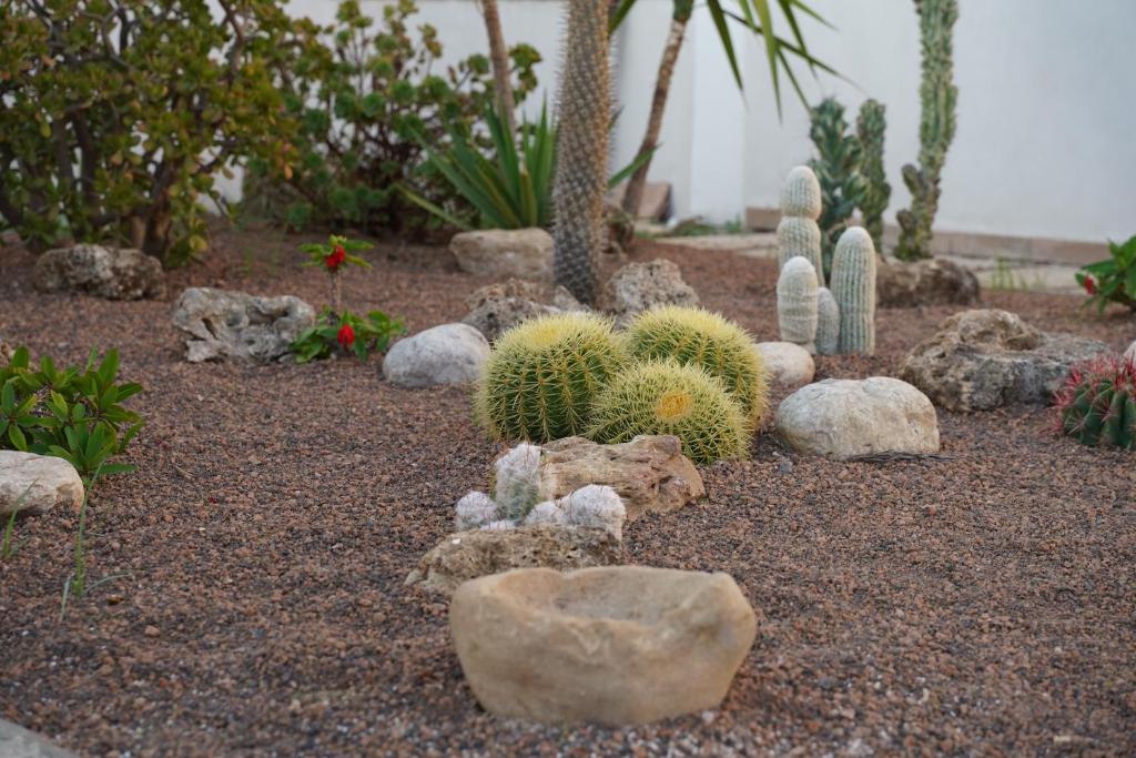un jardin avec des cactus et d'autres plantes et rochers dans l'établissement Villa Euforbia, à Agrigente
