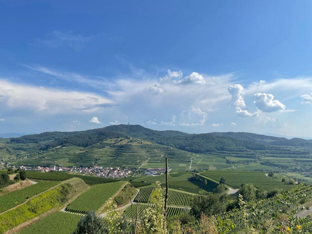 Weingut & Straußwirtschaft Vogel 6