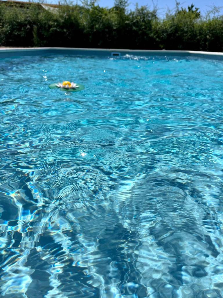 une personne se baignant dans un bassin d'eau bleue dans l'établissement Le Brasseur Logements - Tents, à Saint-Caprais