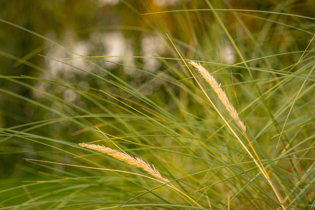 Ferienhäuser Seepark Ternsche 8