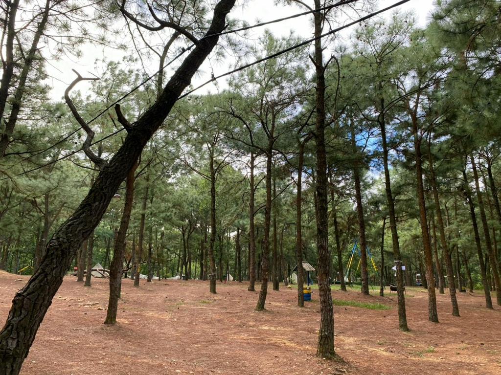 Anna Little Garden - Fish House