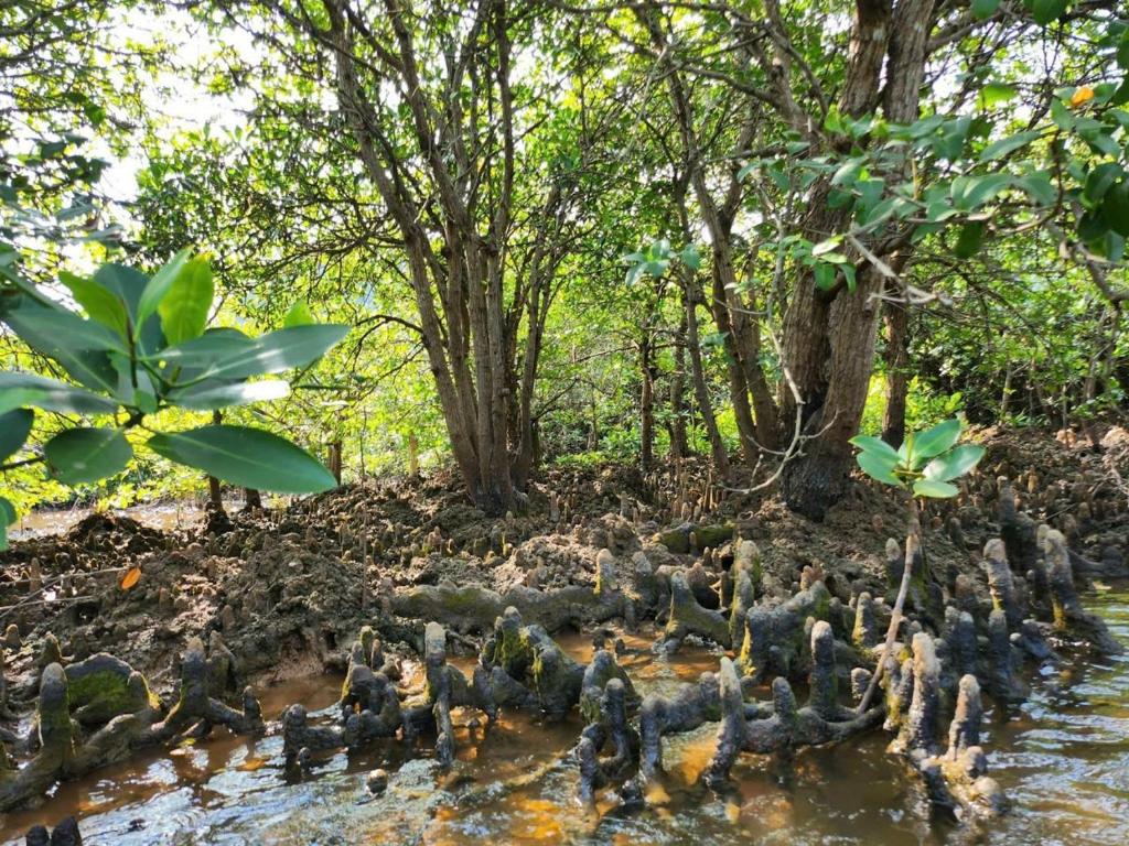 Aroma Cat Ba Sea View Hotel