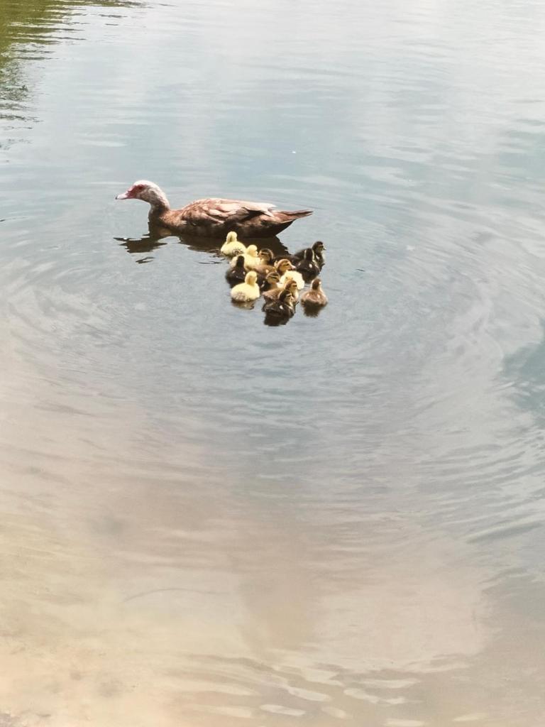 un canard et ses poussins dans l’eau dans l'établissement Cabane perchée avec jacuzzi, à La Roche-Maurice